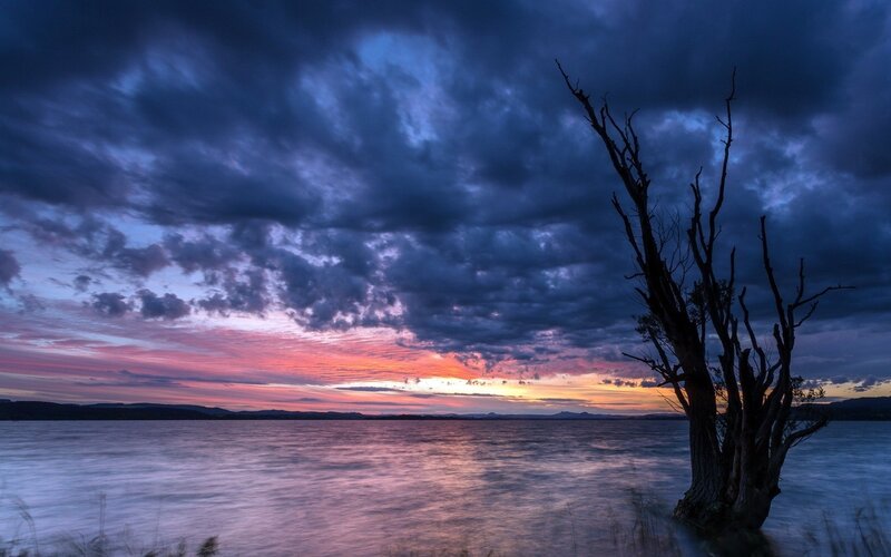 Dead Tree on Lake Shore — Blue, Dramatic