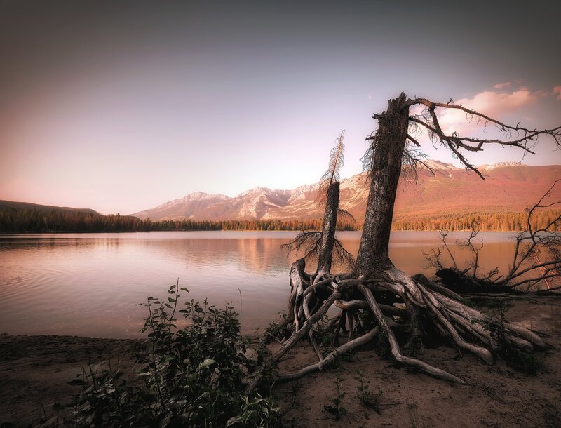 Dead Tree on Lake Shore — Brown