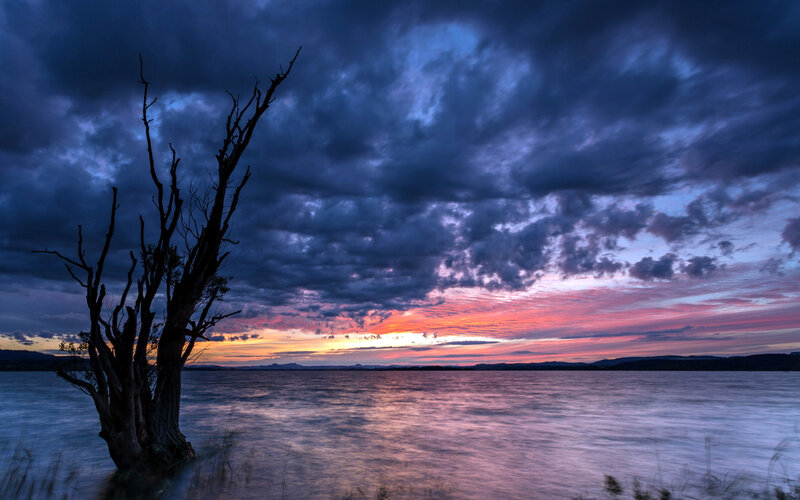 Dead Tree on Lake Shore