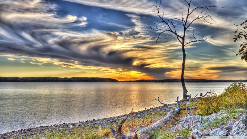 Dead Tree on Lakeshore — Blue