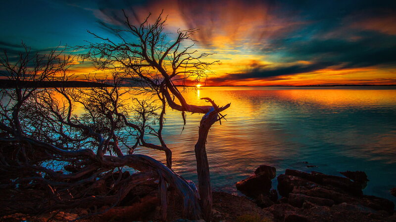 Dead Tree on Lakeshore — Orange