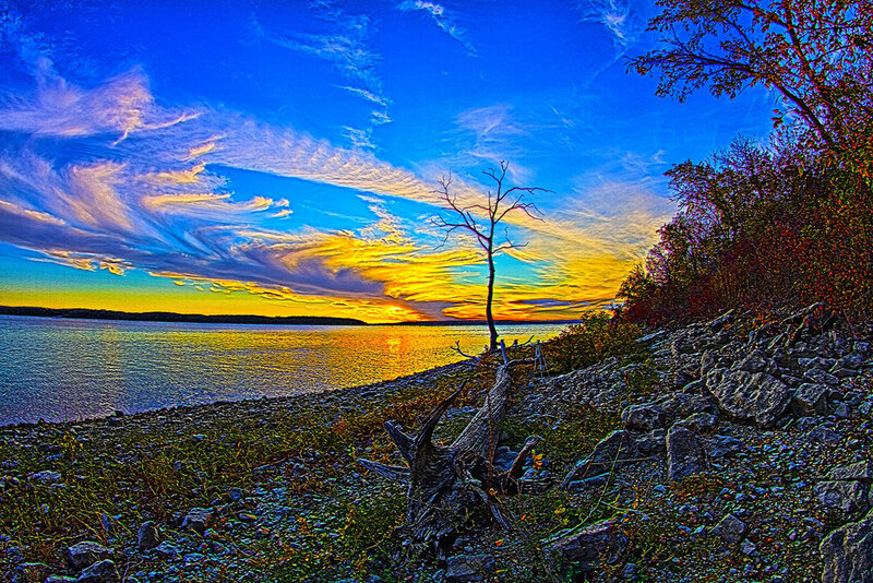 Dead Tree on Lakeshore