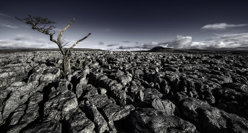 Dead Tree on Limestone — Black