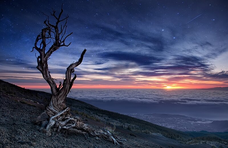 Dead Tree on Mountain — Blue