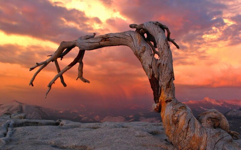 Dead Tree on Mountain — Orange, Dramatic