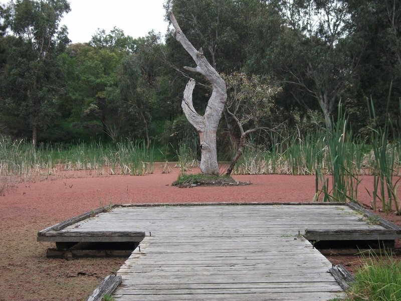 Dead Tree on Red Mud