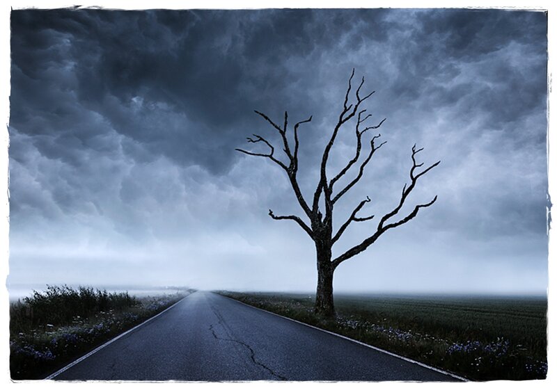 Dead Tree on Road — Blue