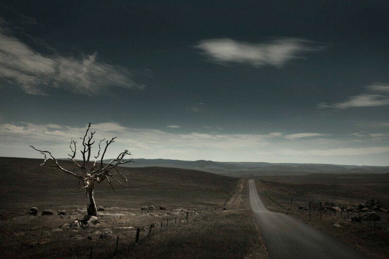 Dead Tree on Road