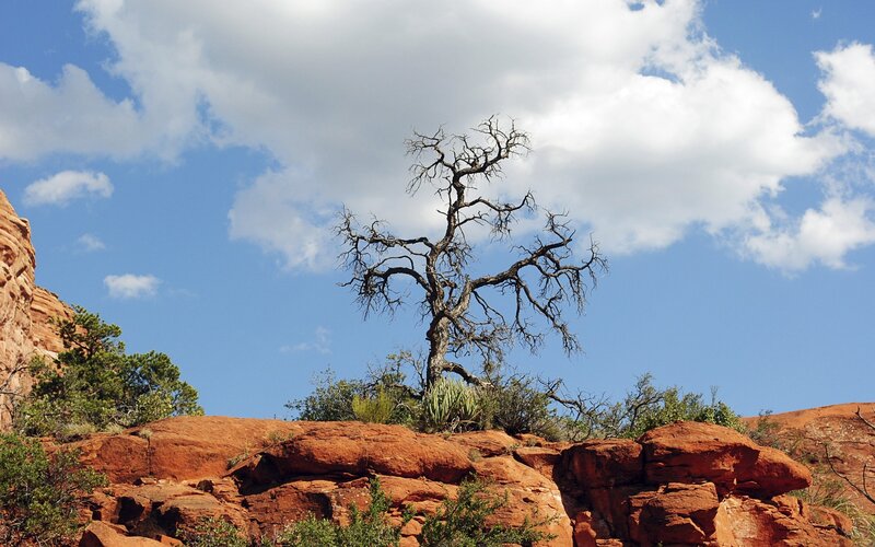 Dead Tree on Rock — Blue, Dramatic