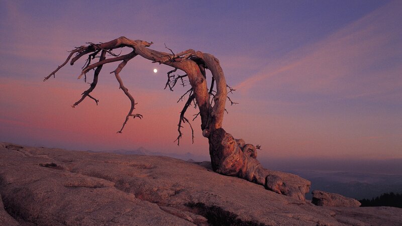 Dead Tree on Rock — Purple, Dramatic, Sunset, Photograph