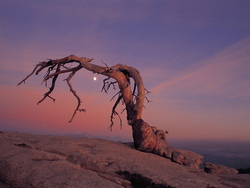 Dead Tree on Rock — Purple, Dramatic, Sunset