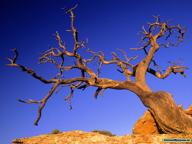 Dead Tree on Rock