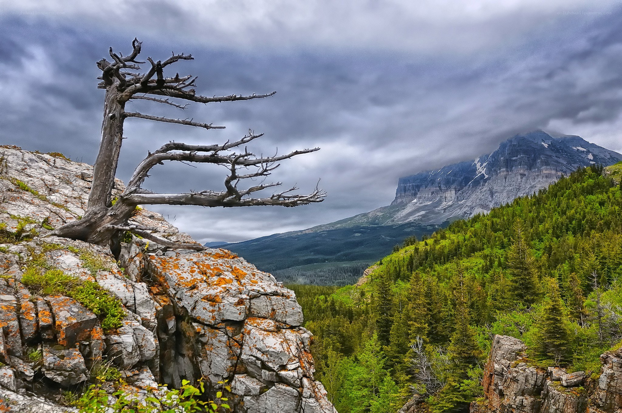 Dead tree on rocky cliff