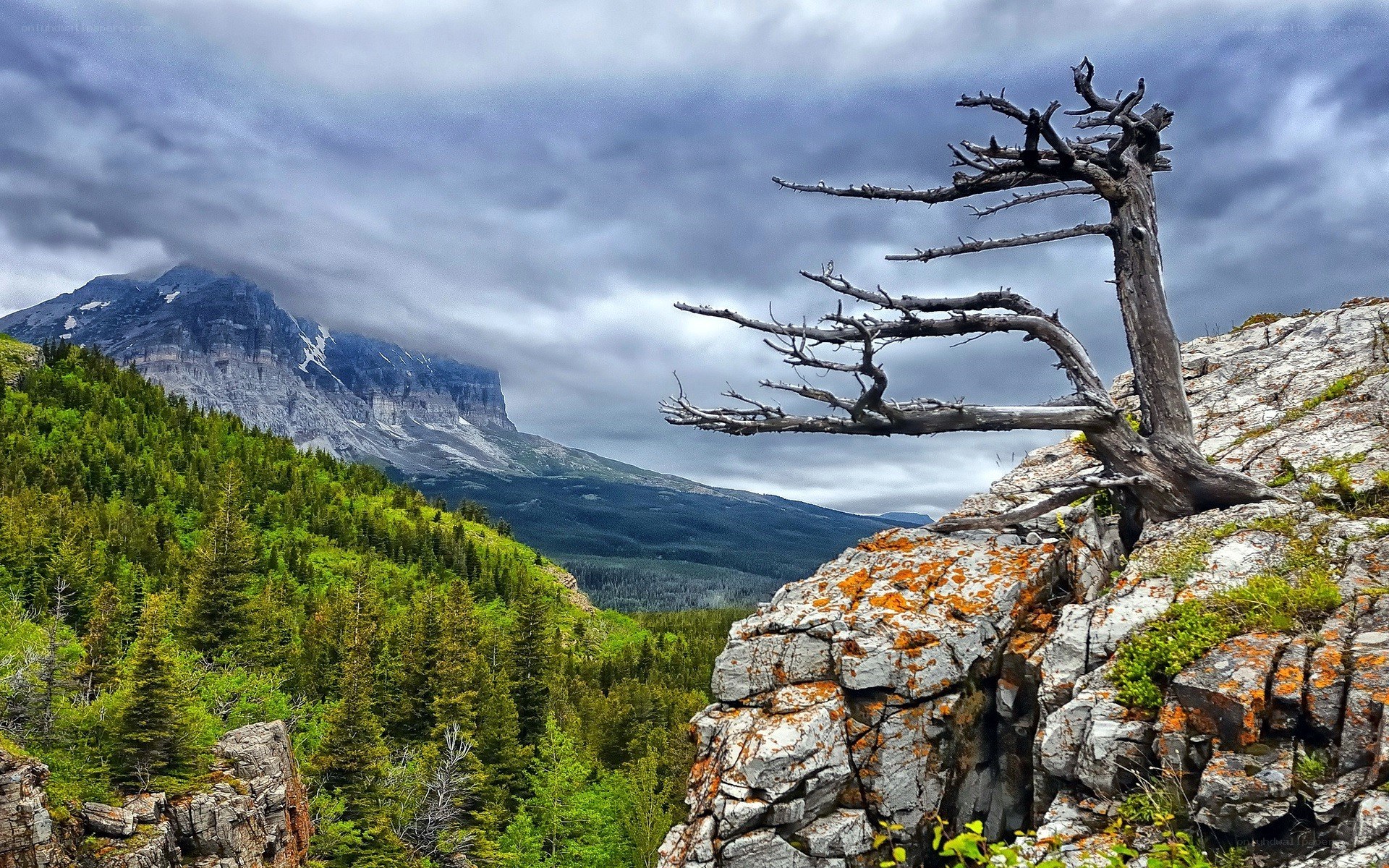 Dead tree on rocky cliff