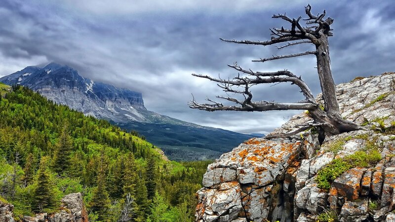Dead Tree on Rocky Cliff — Green