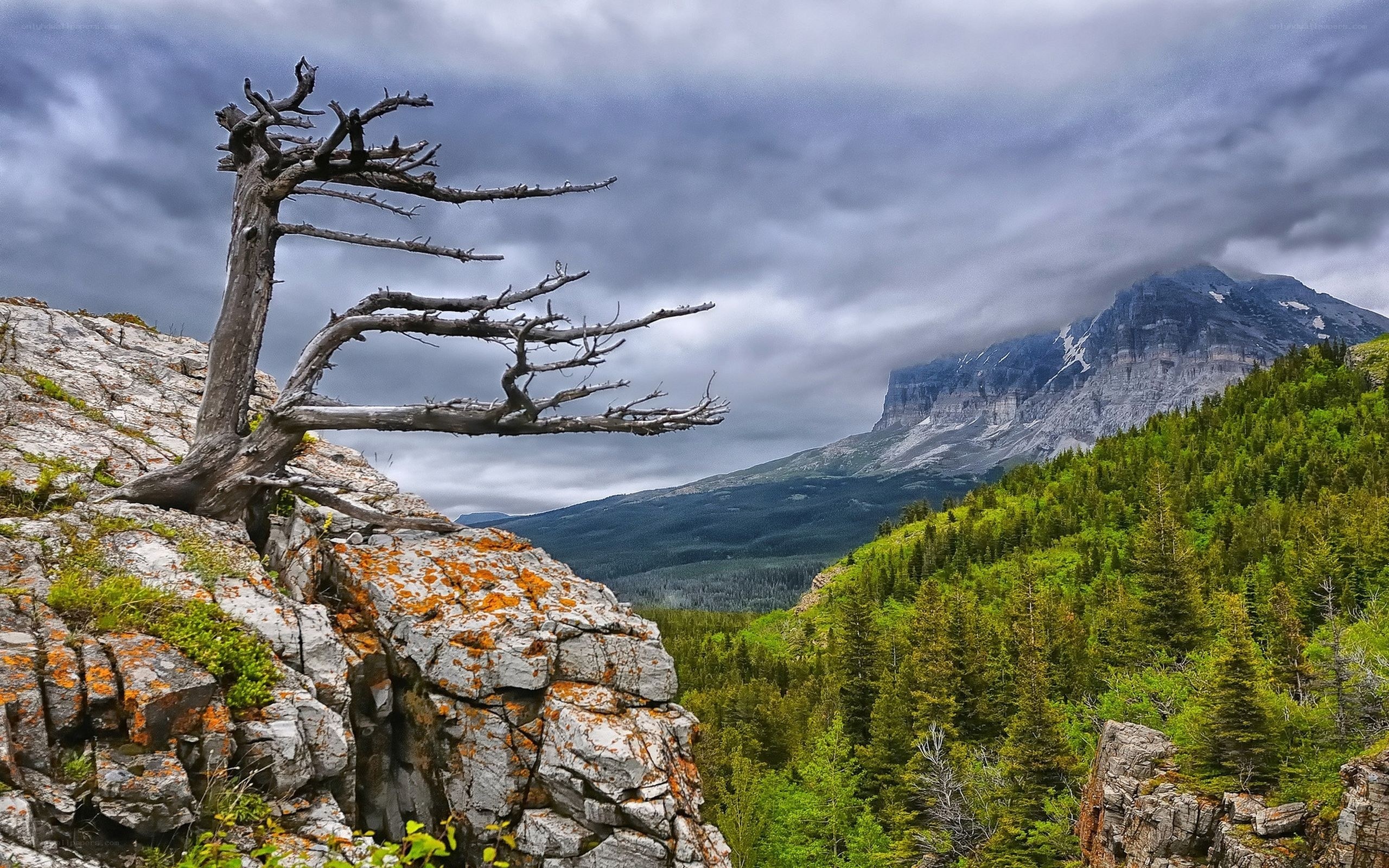 Dead tree on rocky cliff