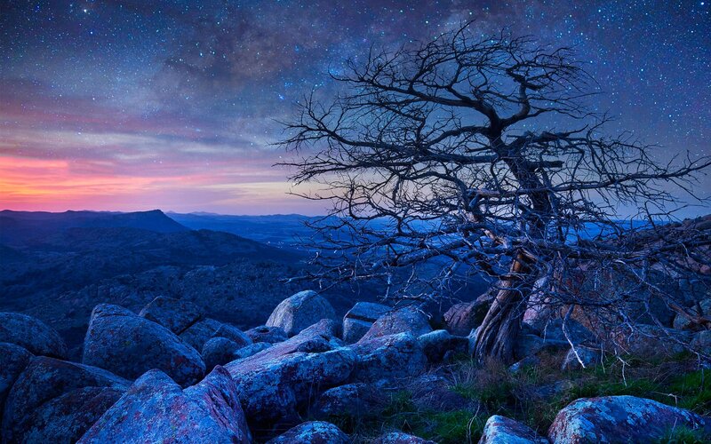Dead Tree on Rocky Hill — Blue
