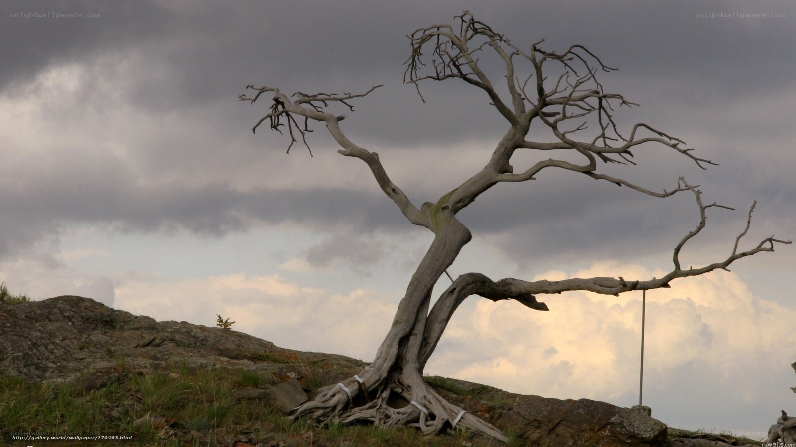 Dead tree on rocky hill