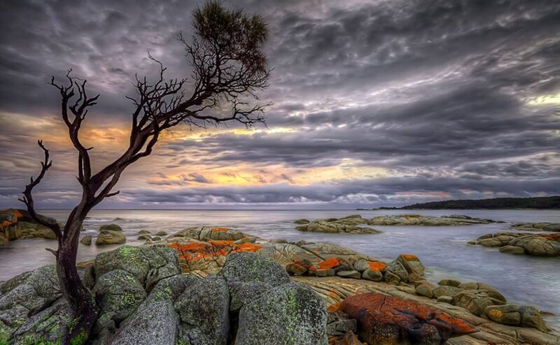 Dead Tree on Rocky Shore — Gray