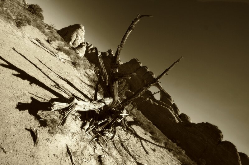 Dead Tree on Rocky Slope