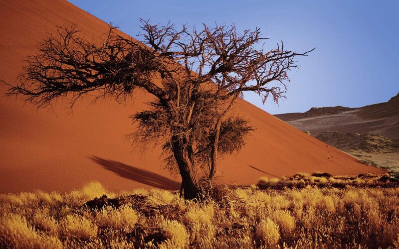 Dead Tree on Sand Dune — Orange