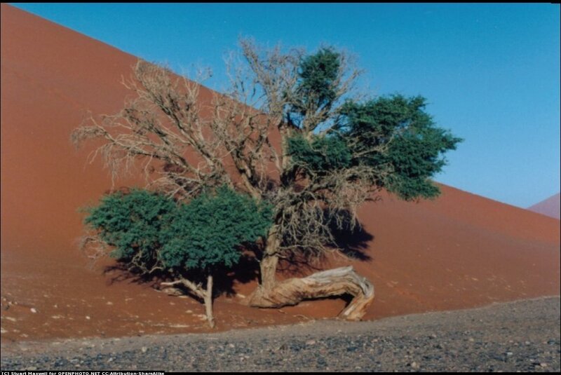 Dead Tree on Sand Dune