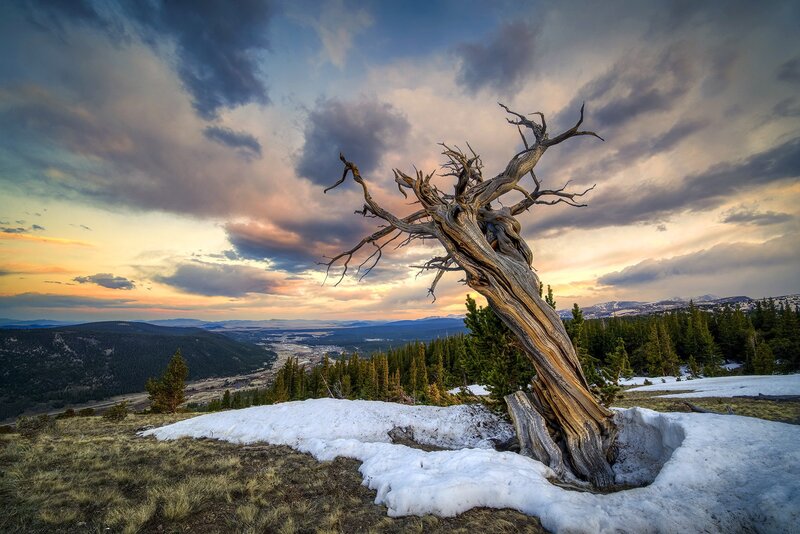 Dead Tree on Snowy Hill — Blue
