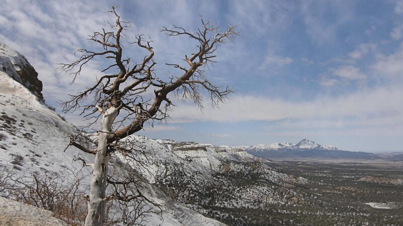 Dead Tree on Snowy Hill