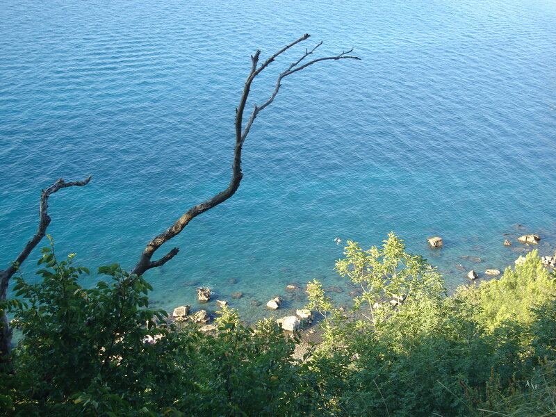 Dead Tree over Water