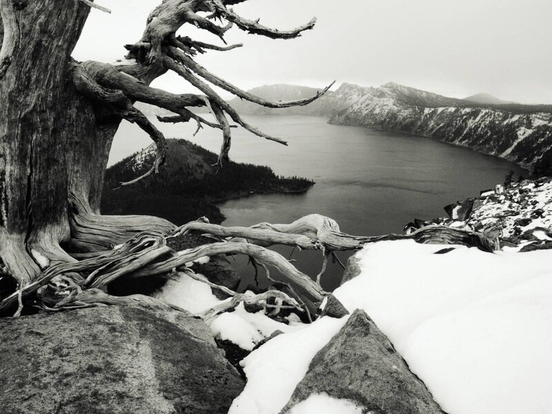 Dead Tree Overlooking Lake — Black, Dramatic