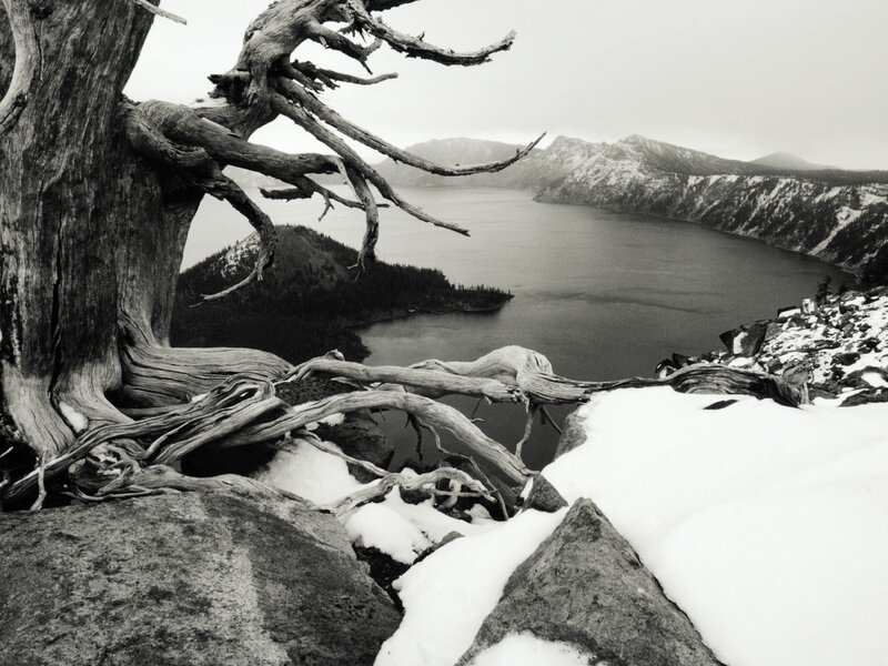 Dead Tree Overlooking Lake — Black