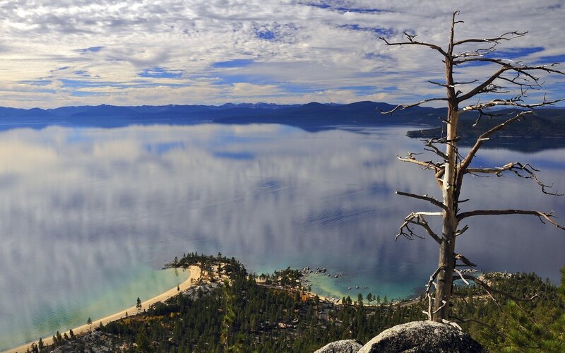 Dead Tree Overlooking Lake