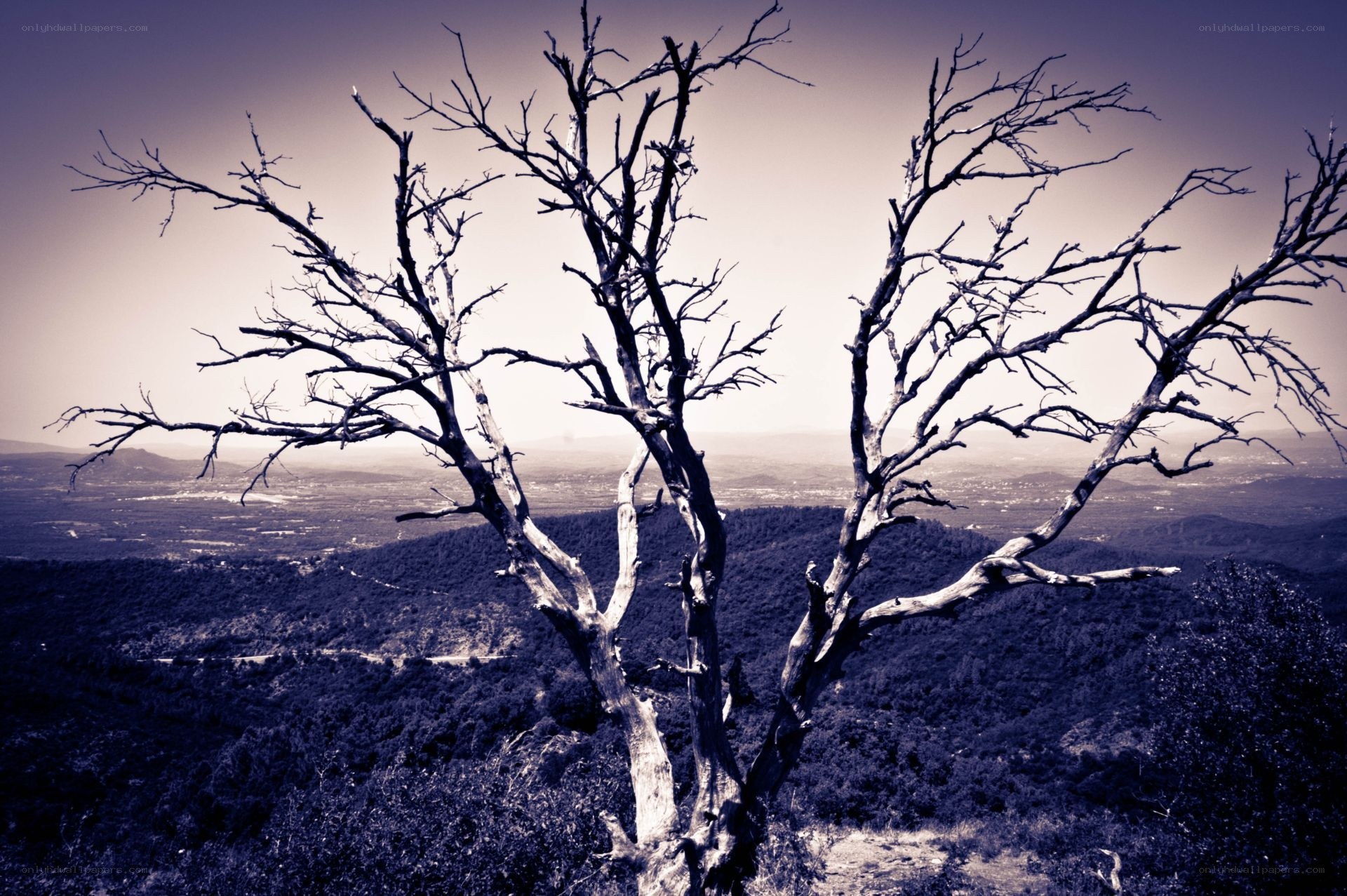 dead tree overlooking valley