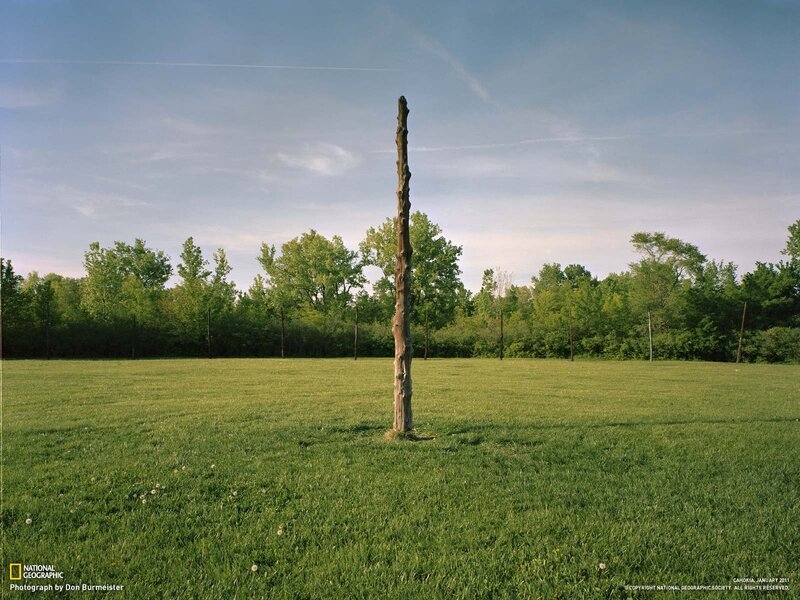 Dead Tree Trunk in Field