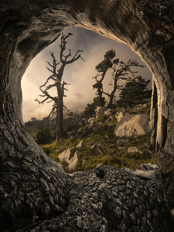 Dead Tree Trunk View