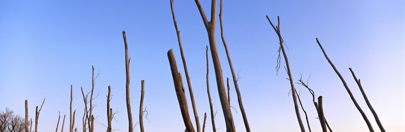 Dead Tree Trunks — Blue