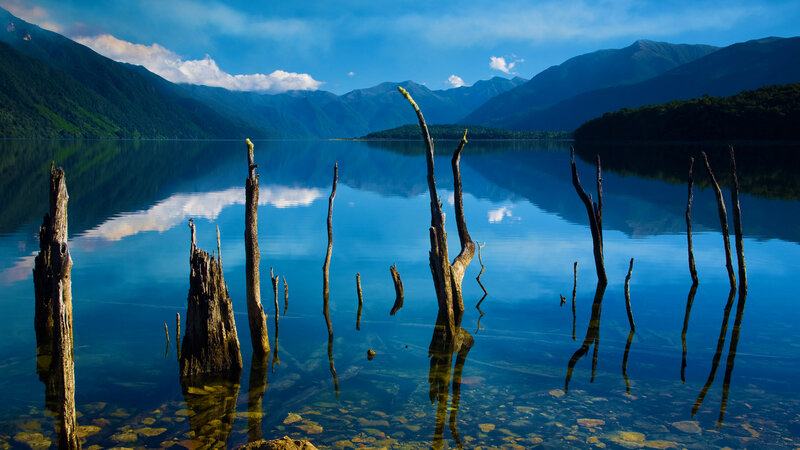 Dead Tree Trunks in Lake