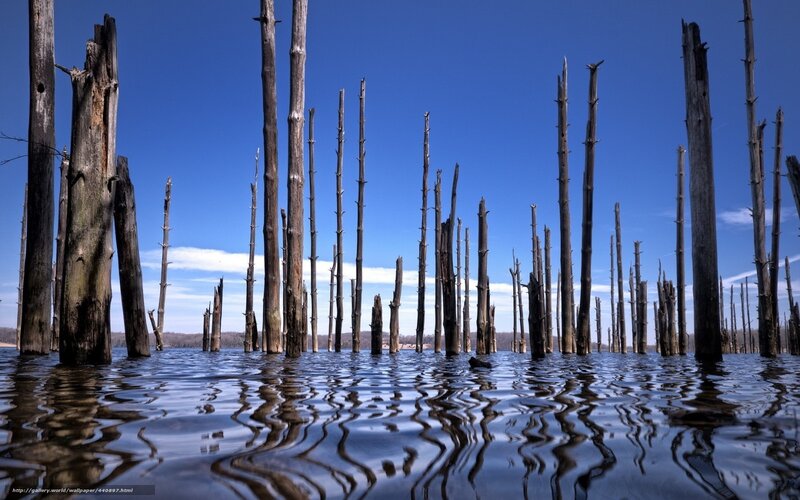 Dead Tree Trunks in Water — Blue