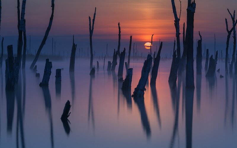 Dead Tree Trunks in Water — Orange