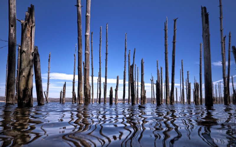 Dead Tree Trunks in Water