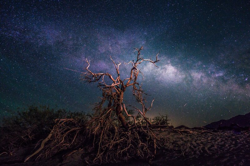 Dead Tree under Stars — Black