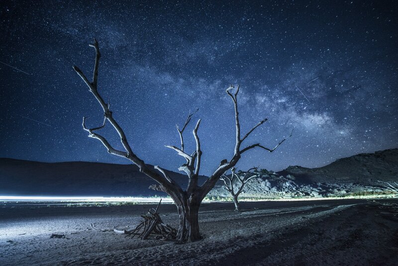 Dead Tree under Stars — Blue, Serene