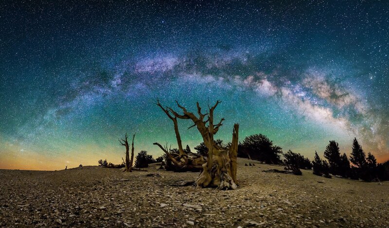 Dead Tree under Stars — Blue