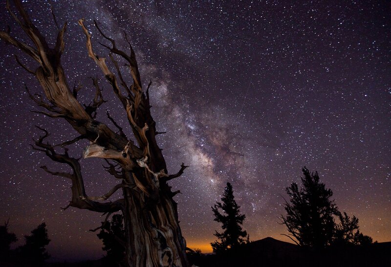 Dead Tree under Stars — Purple