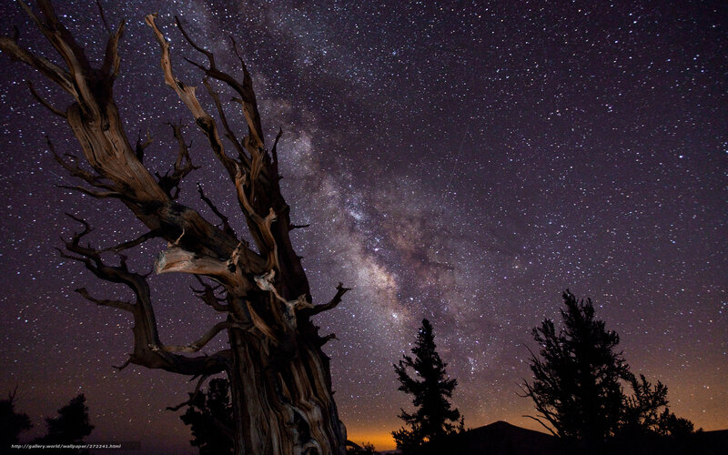 Dead Tree under Stars