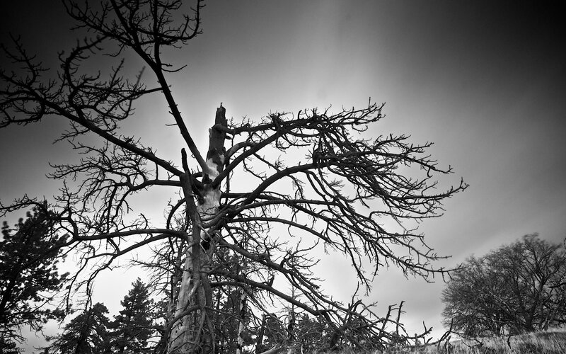Dead Tree with Bare Branches — Black, Dramatic