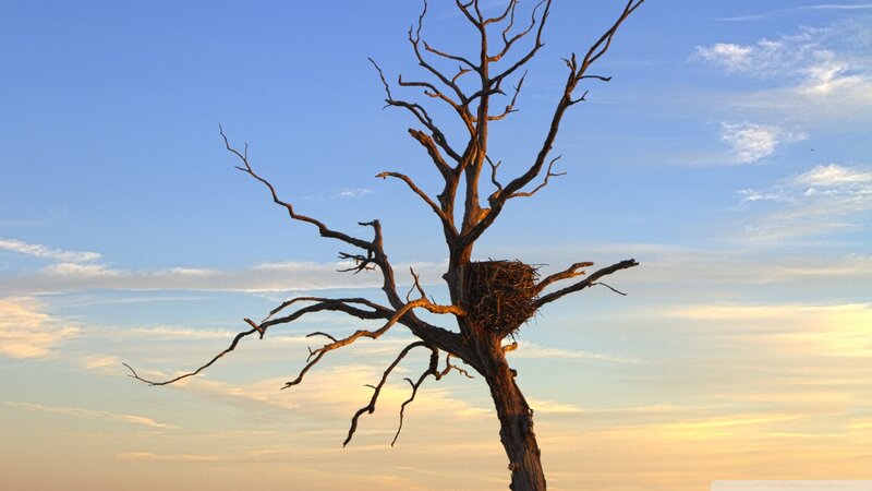 Dead tree with bird's nest