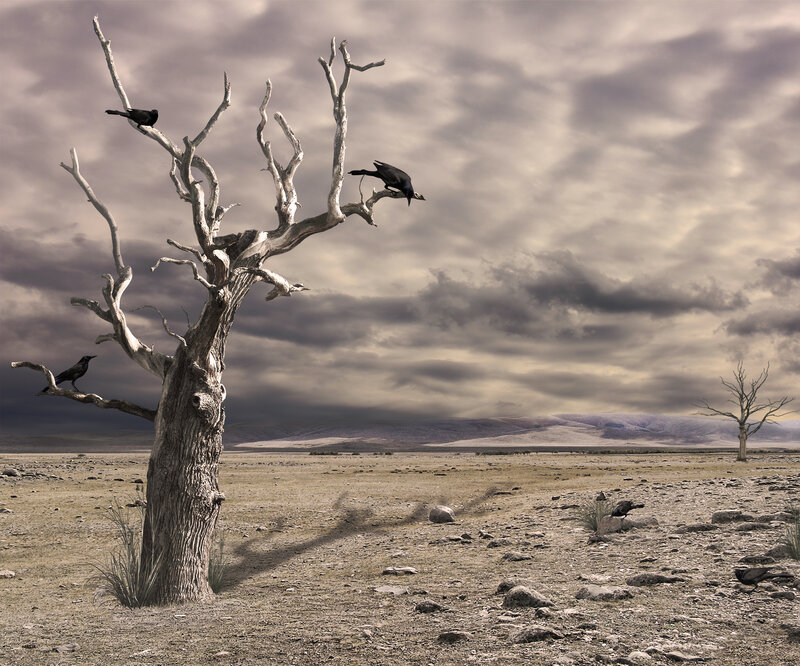 Dead Tree with Crows
