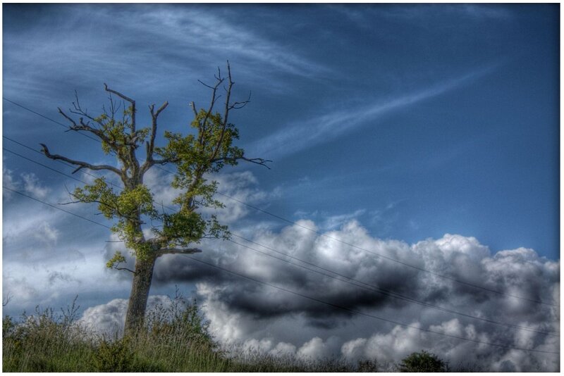 Dead Tree with Green Leaves
