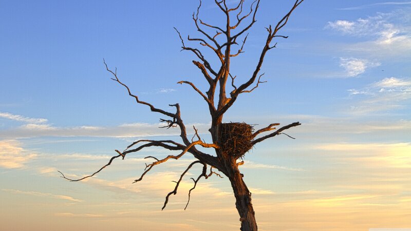 Dead Tree with Nest